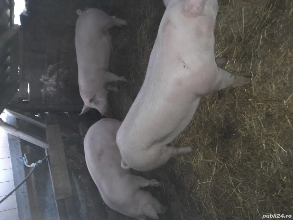 porci de vinzare 