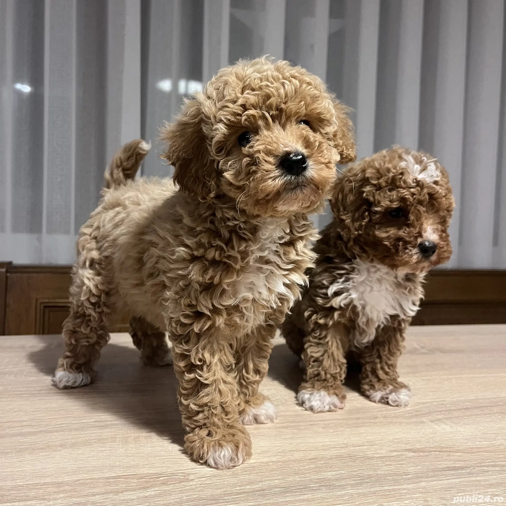 Puii Caniche Pudel Roscat