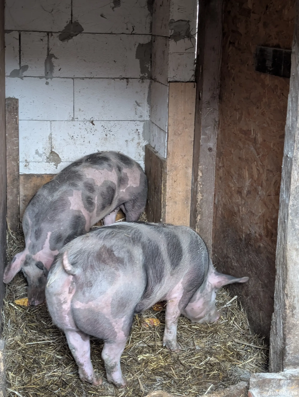 Scrofițe Metis Pietrain Belgian.