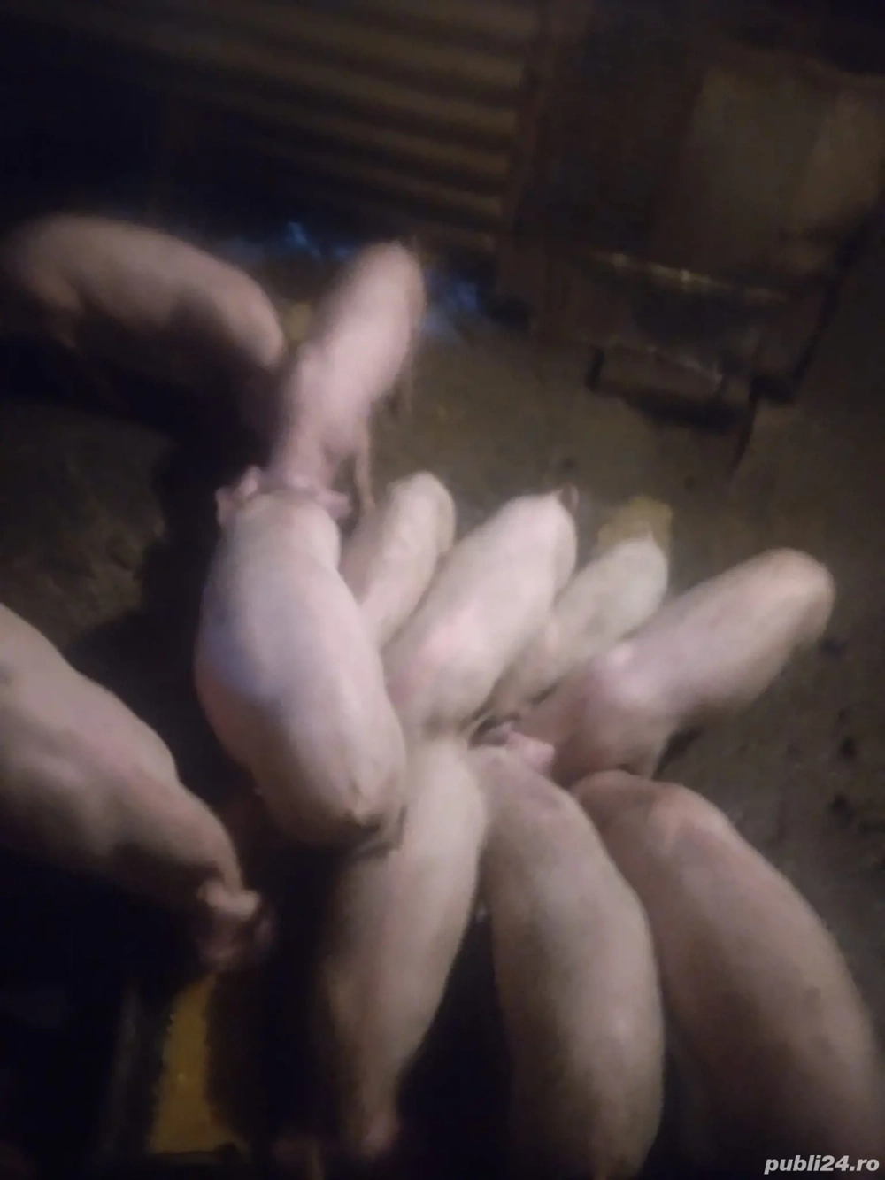 Grasuni de vanzare , 4 luni