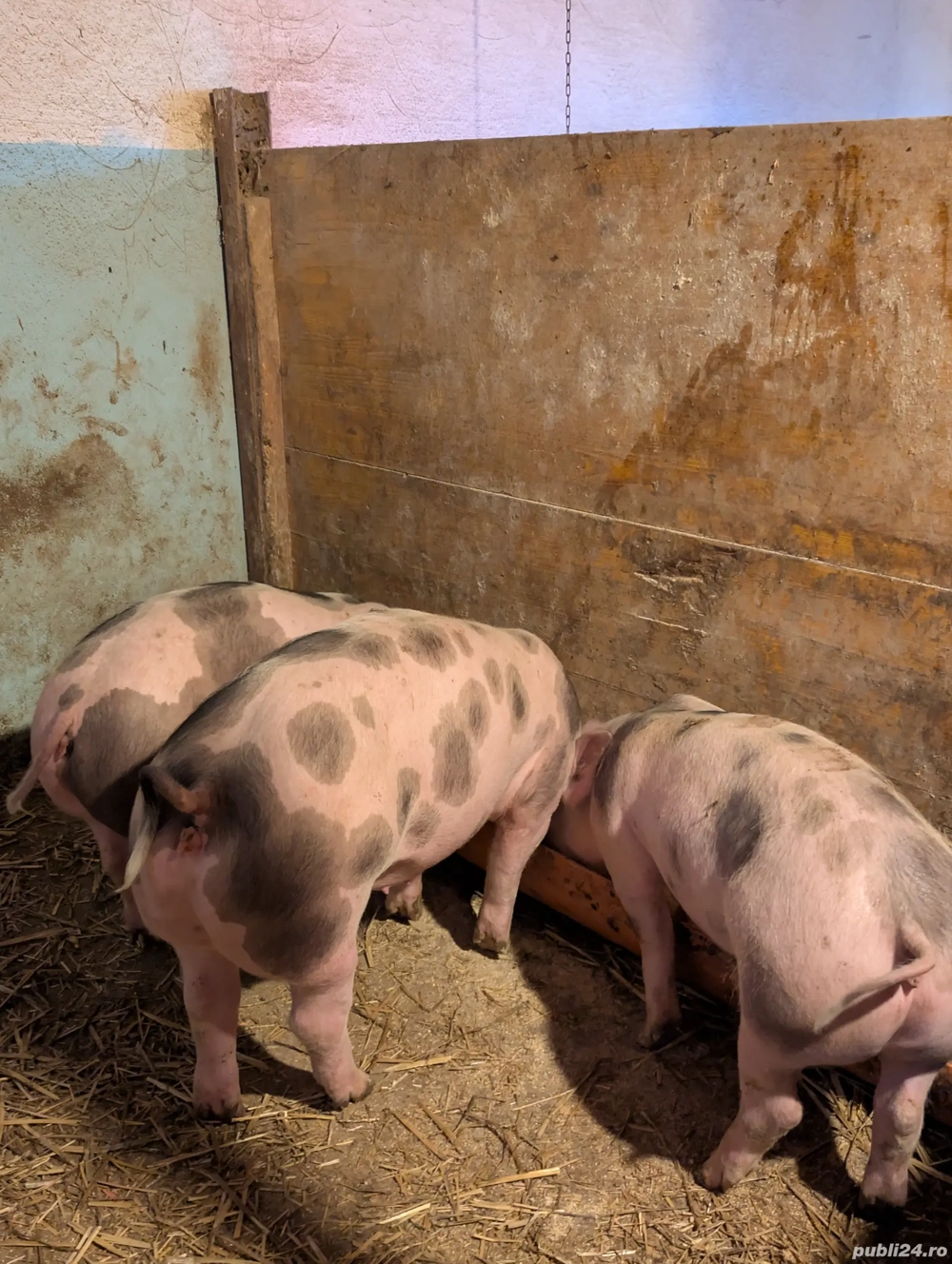 Purcei de 12 săptămâni 