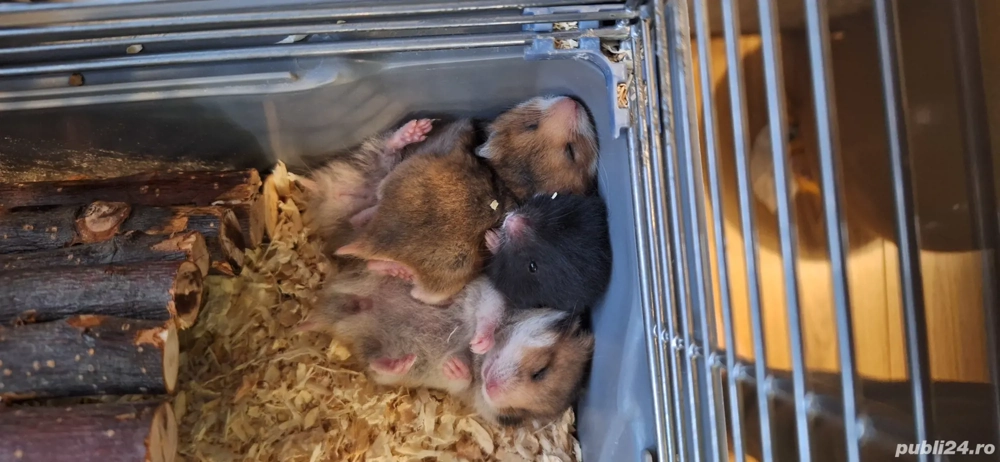 Hamsteri sirieni jucăuși și drăguți 