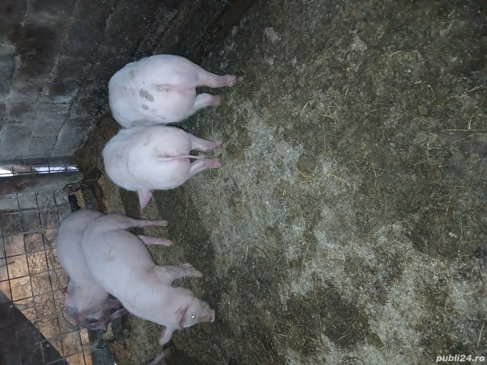 Purcei de vânzare 