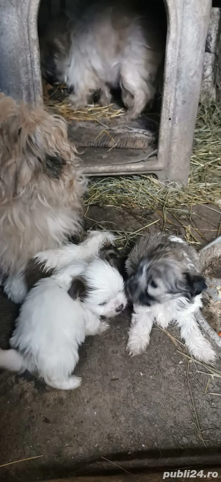 Vand căței Bichon Havanez