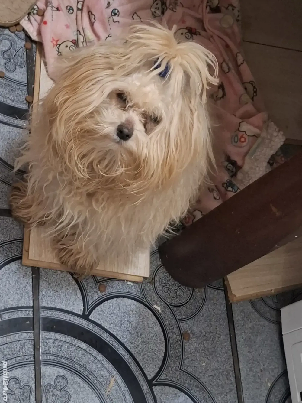 Maltipoo cu carnet si 2 vaccina