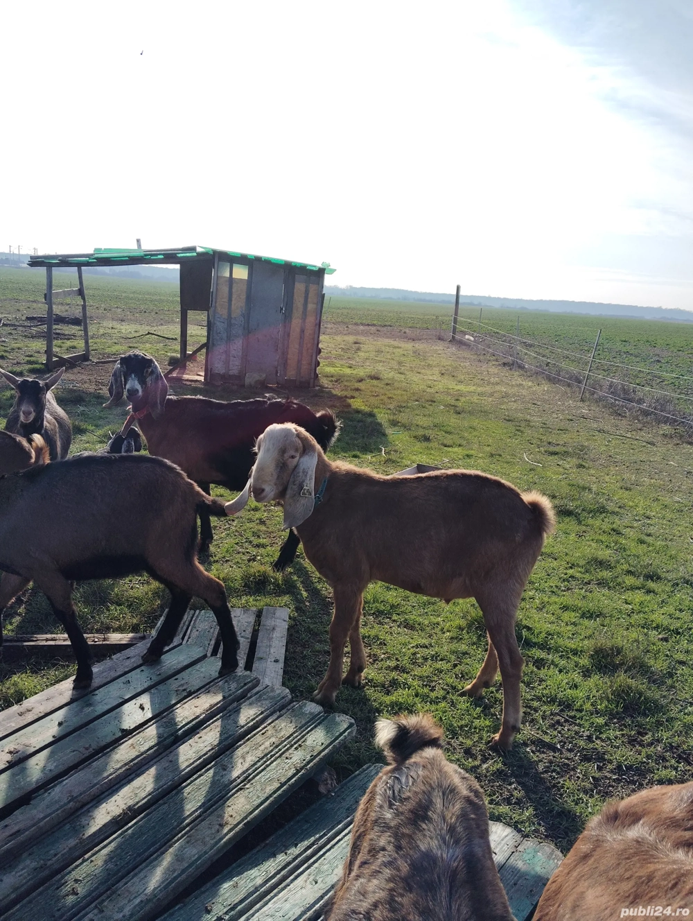 Țap anglonubian din părinți cu peedegre 