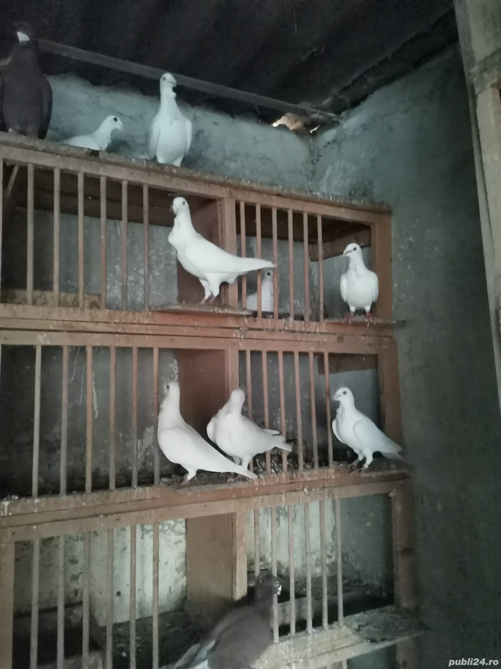 Porumbei cu floare și fără 