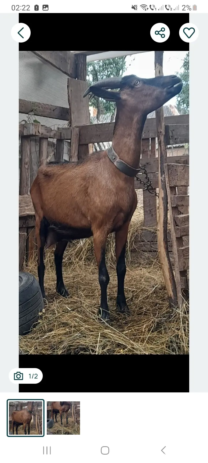 Capra alpina franceza 