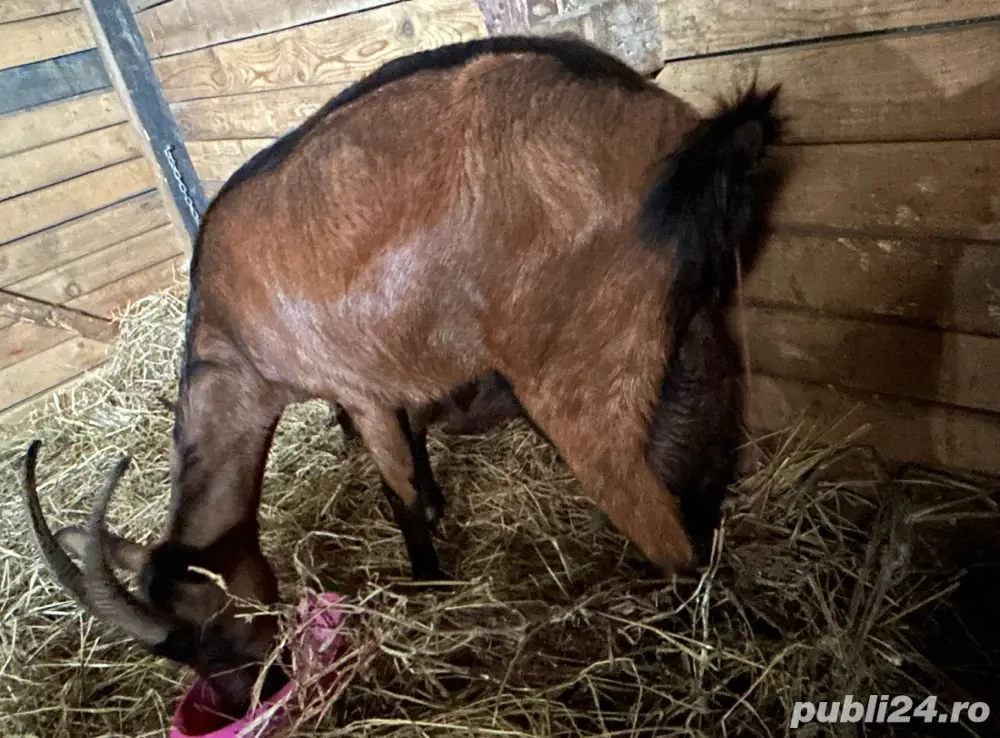 Vand schimb Alpina franceza