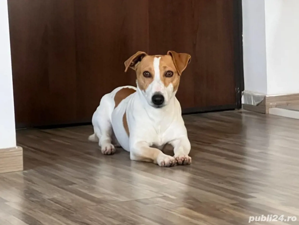 Donez Jack Russell câine pentru interior!