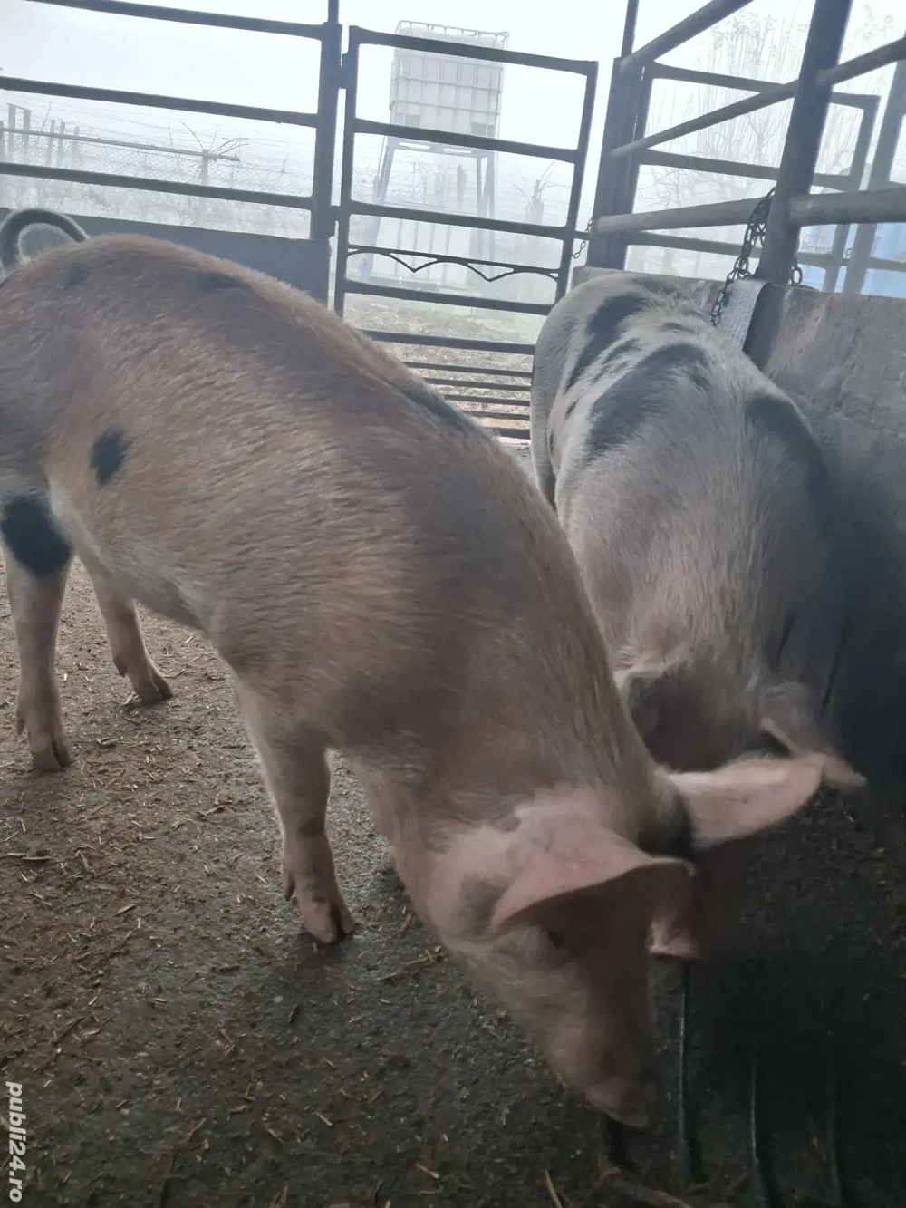 de vânzare 2 scrofițe 70..75 kg rasă duroc și petrean ofer transport 