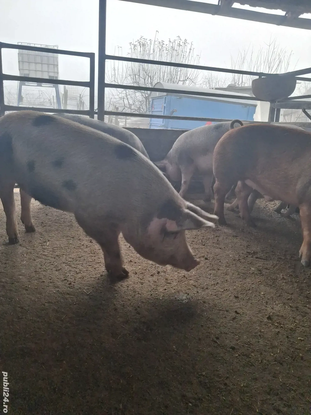 de vânzare 5 masculi 75...110 kg rasă duroc și petrean ofer 