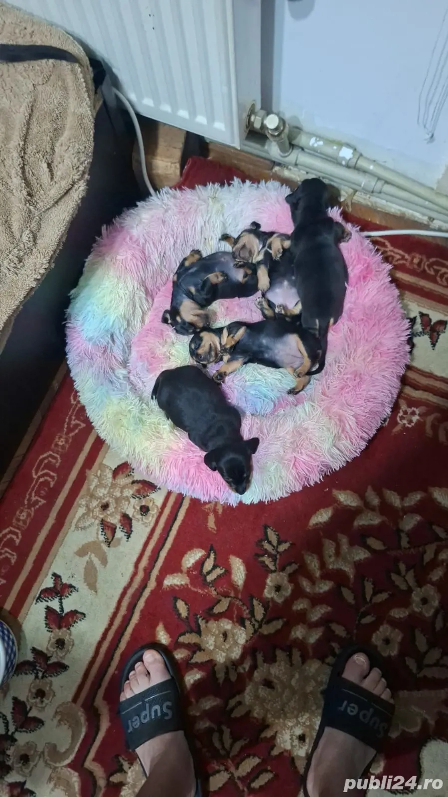 Vand urgent cateti   teckel noi născuți 5 săptămâni are  350 de euro perechea   Sau 200 de euro buca