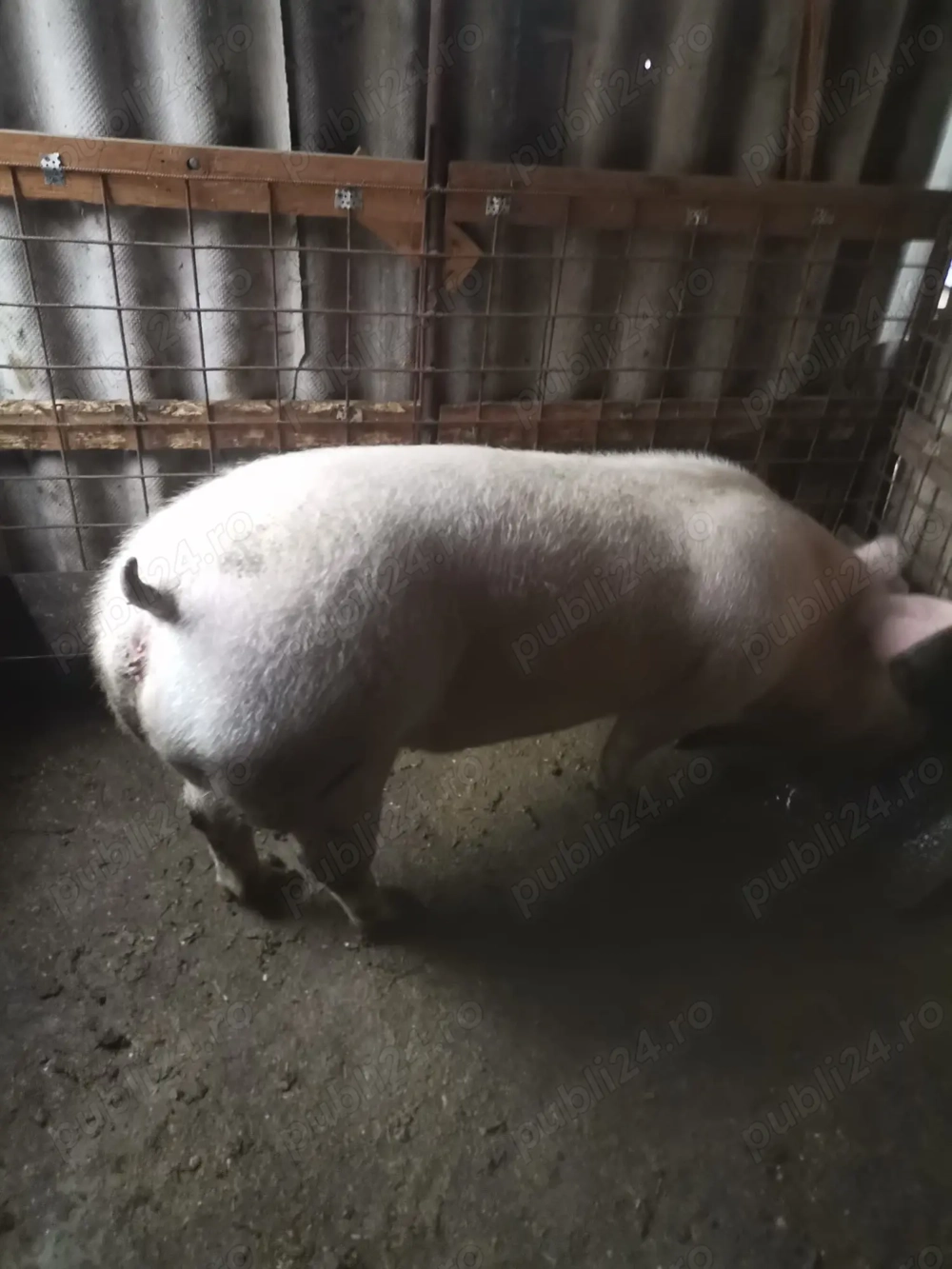 Vând porc gras 15lei kg 