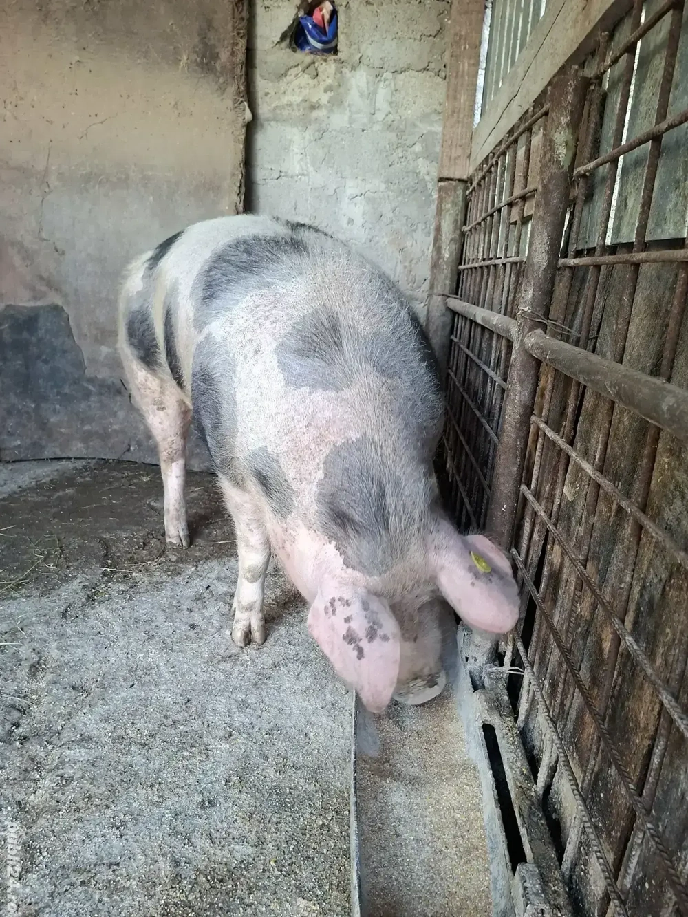 Vand purcea din rasa"pietrean" in jur de 120kg