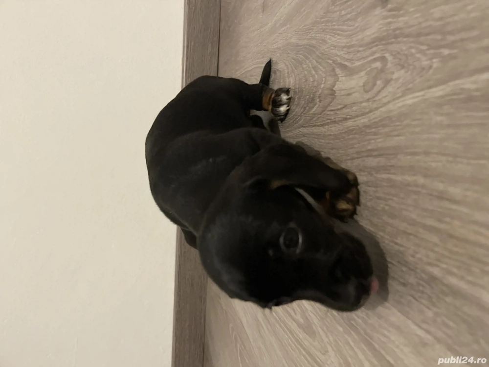 Căței Teckel Metis 