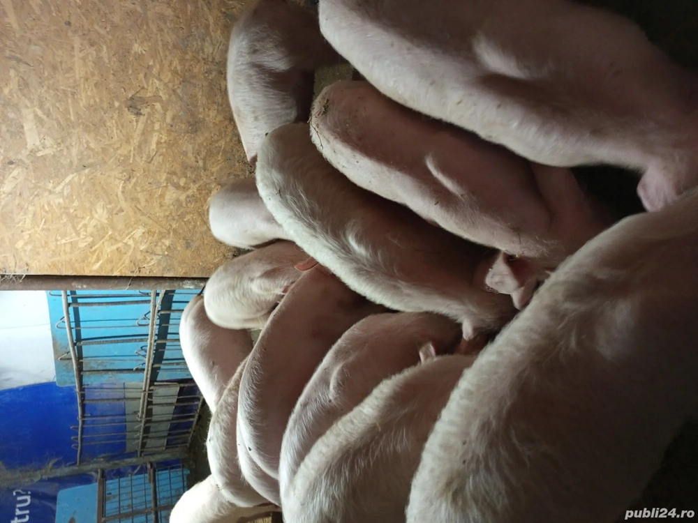 purcei de vânzare 
