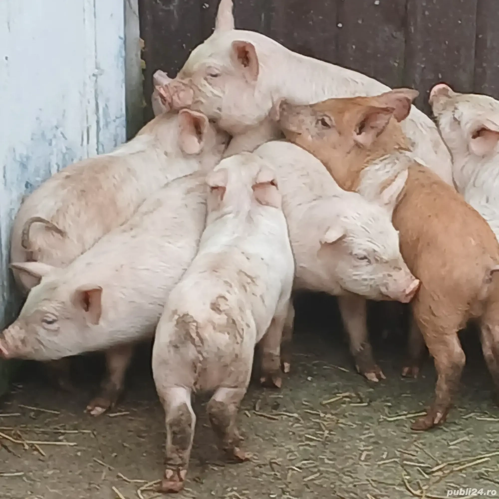 purcei 7 saptamani jumate