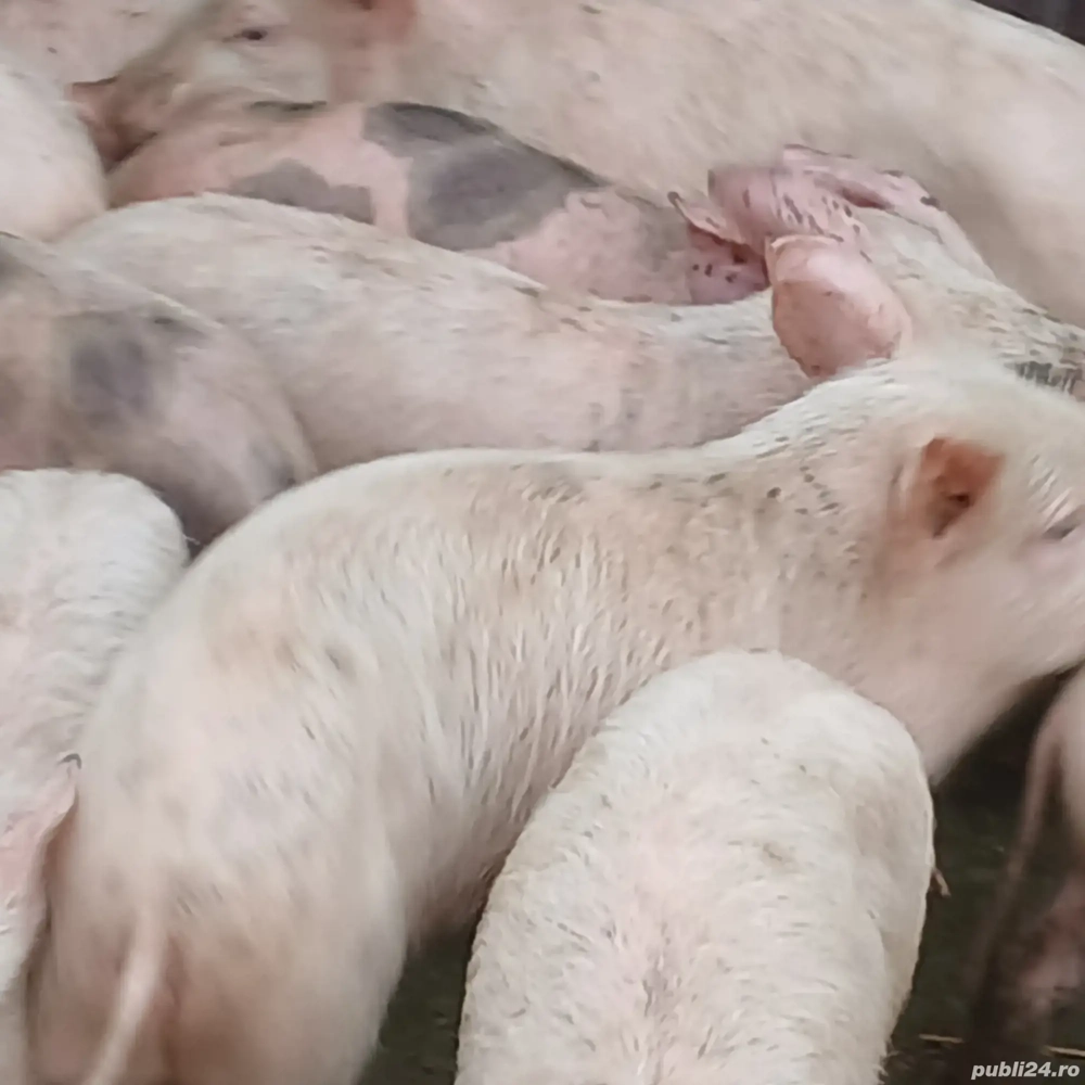 purcei 260 lei bucata 