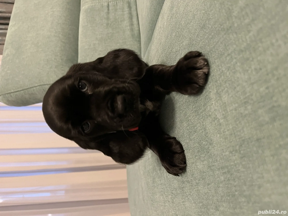 Vând pui de cocker spaniel 