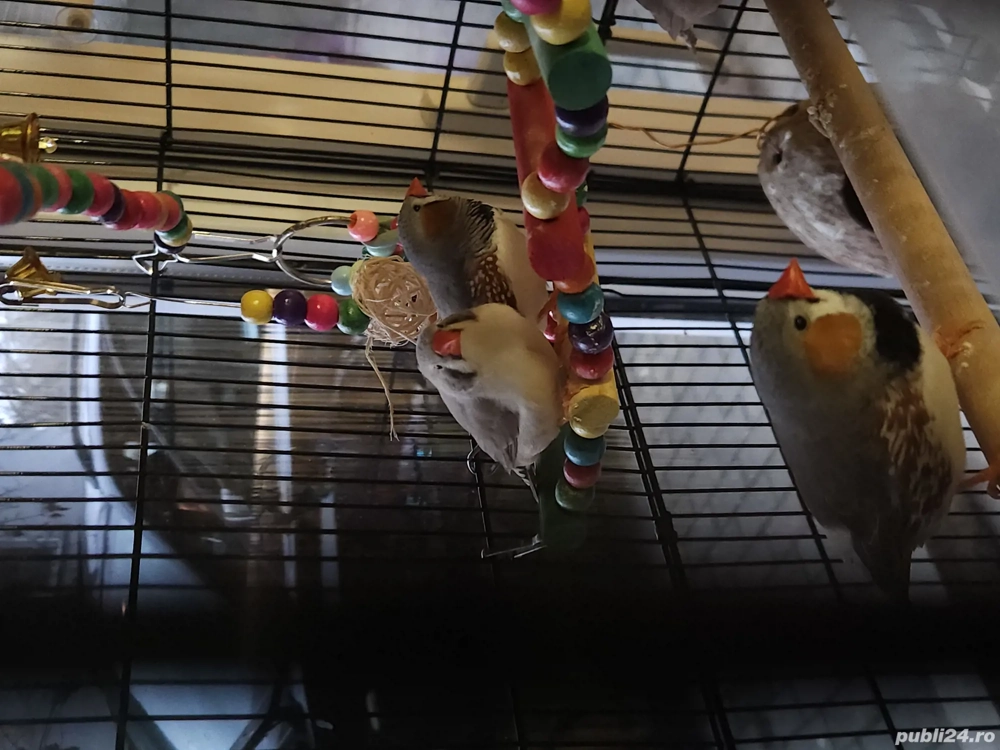 Cinteze zebrate australiene