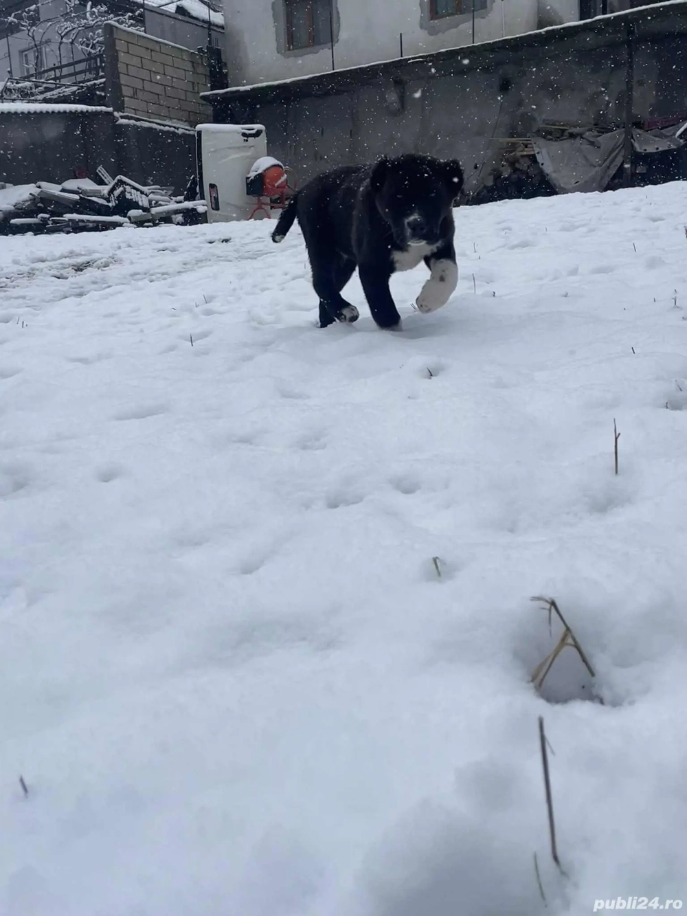 Femelă Ciobanesc asia centrală 