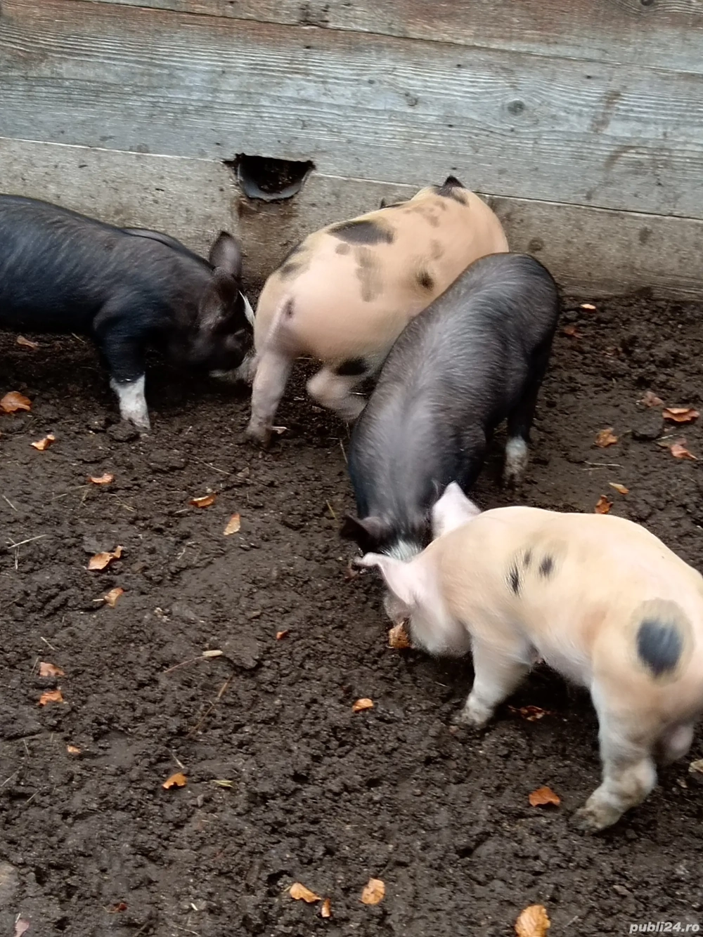 Purcei de vanzare 
