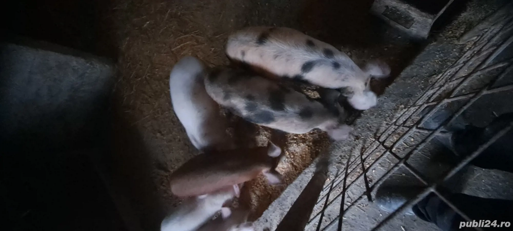 Vand purcei - negociabil