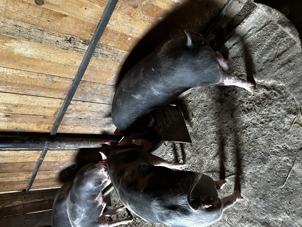 Vând purcei de monta