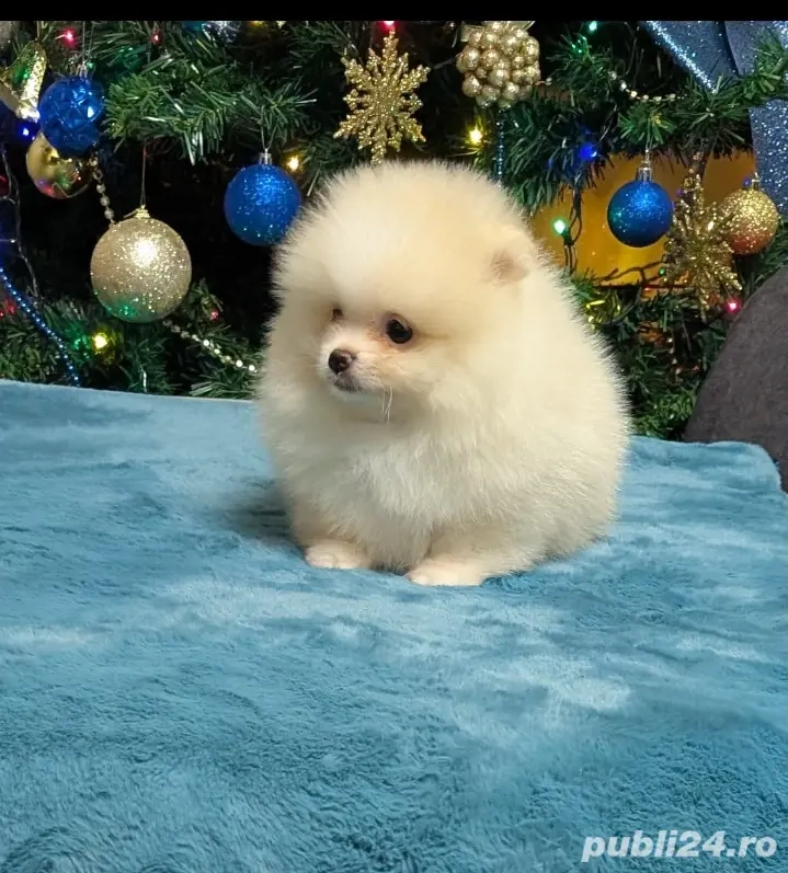 Puiuti Pomeranian 