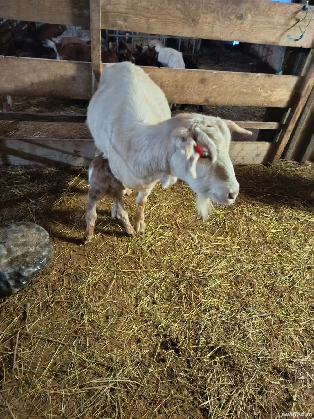 Capre de rasa cu iezi