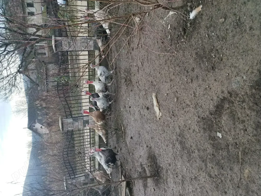 Vând curci și curcani de casa