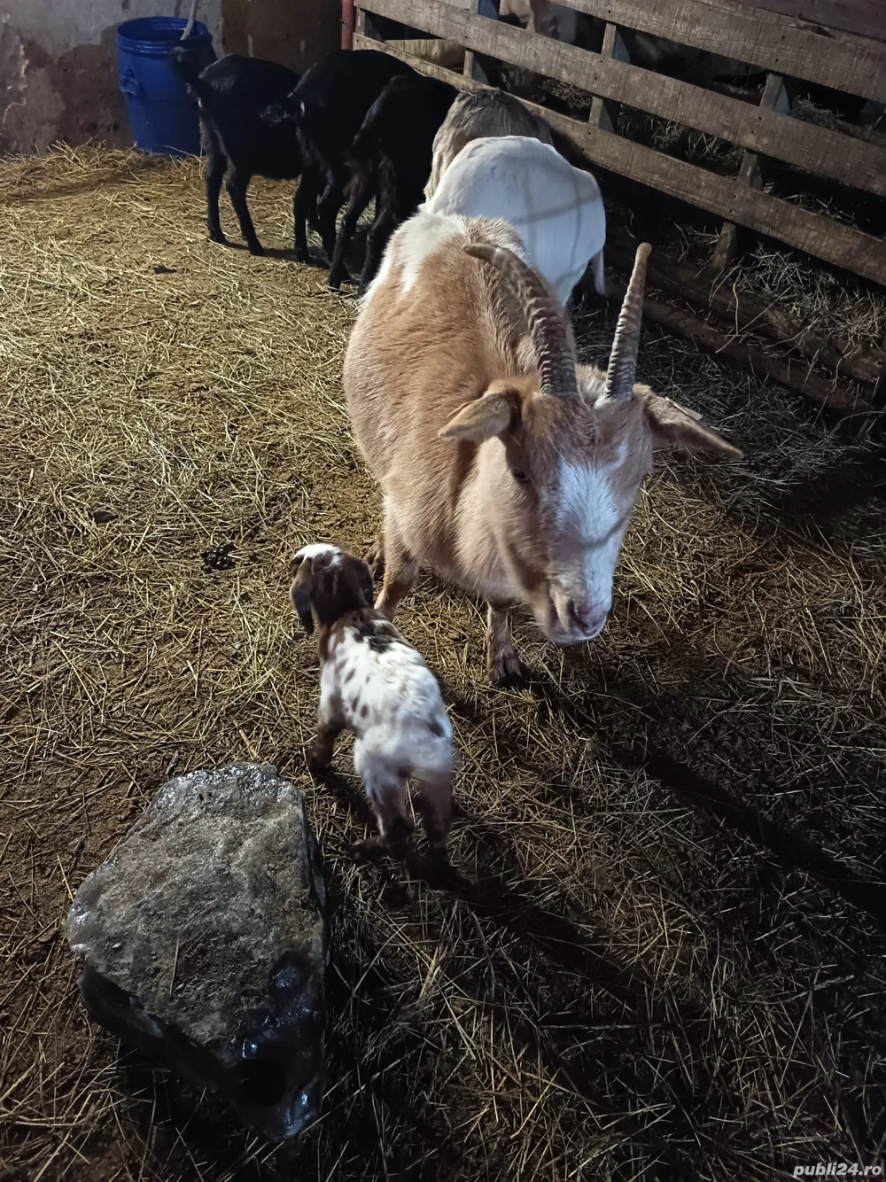 Vând capra metis fătată cu ieduta
