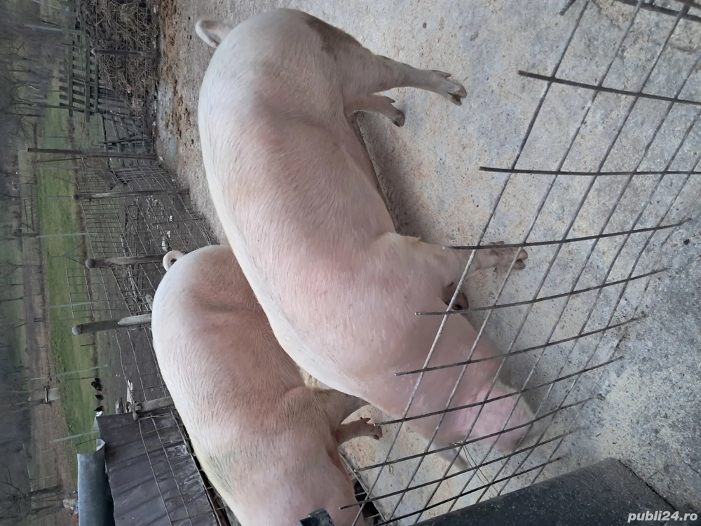 porci pentru taiere au 1,70 1,80 kg