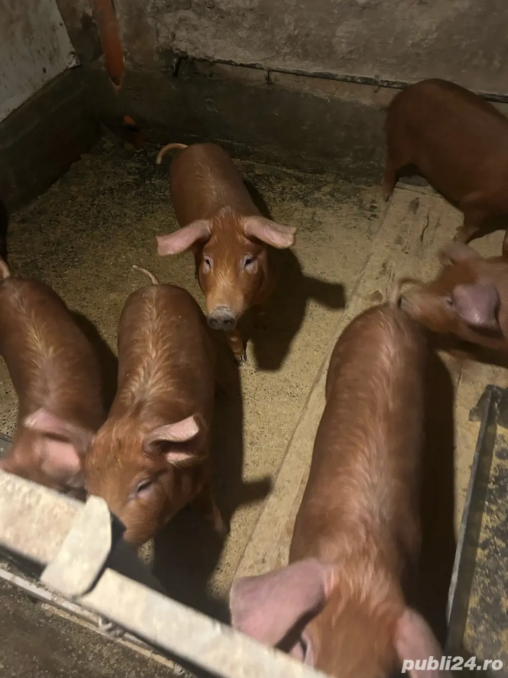 Vand porci duroc rasa curata 