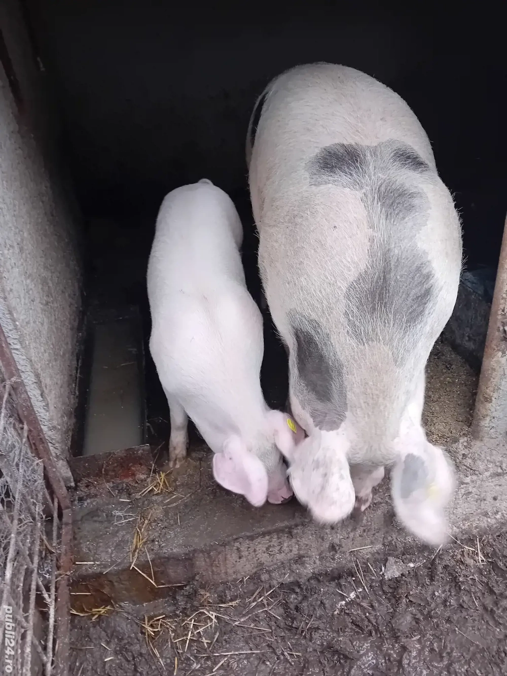 vînd  o scrofită  foarte frumoasă 