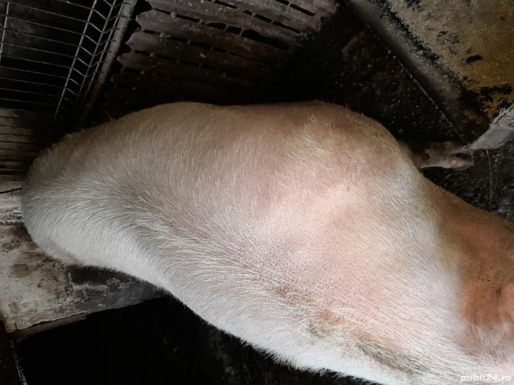 vând purcea la 465kg și porc și purcică la 80-110kg