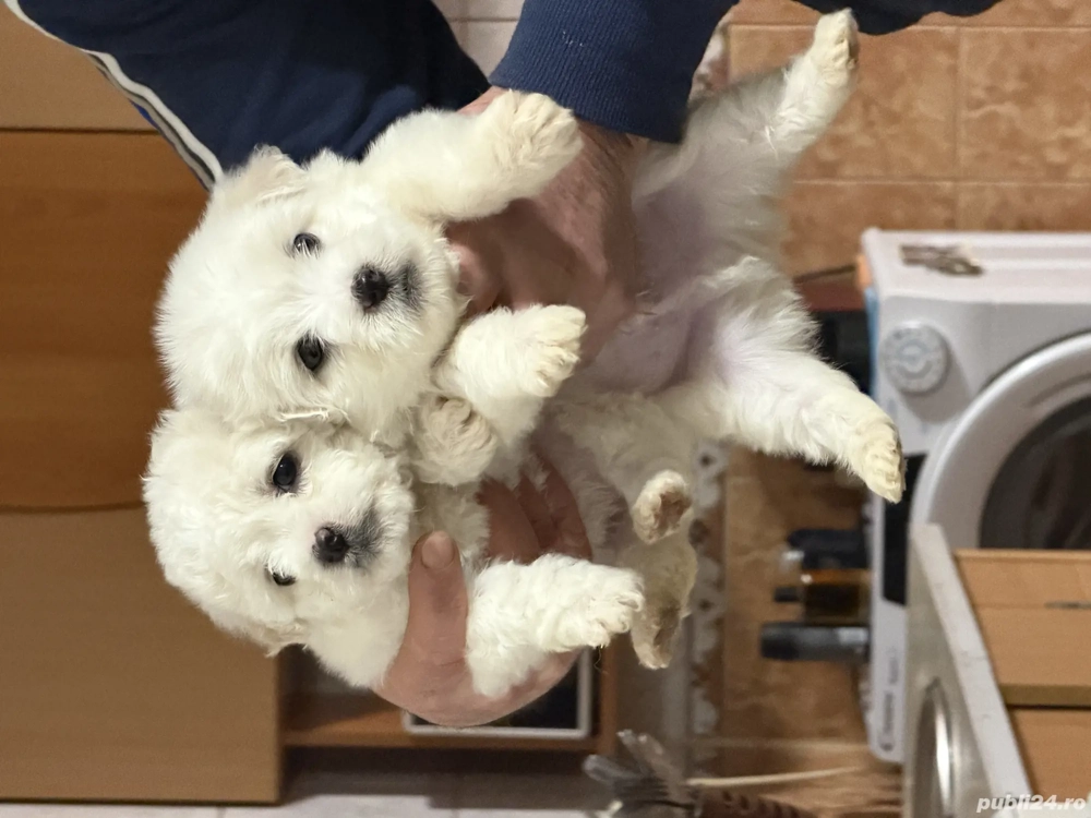 Vând căței bichon 