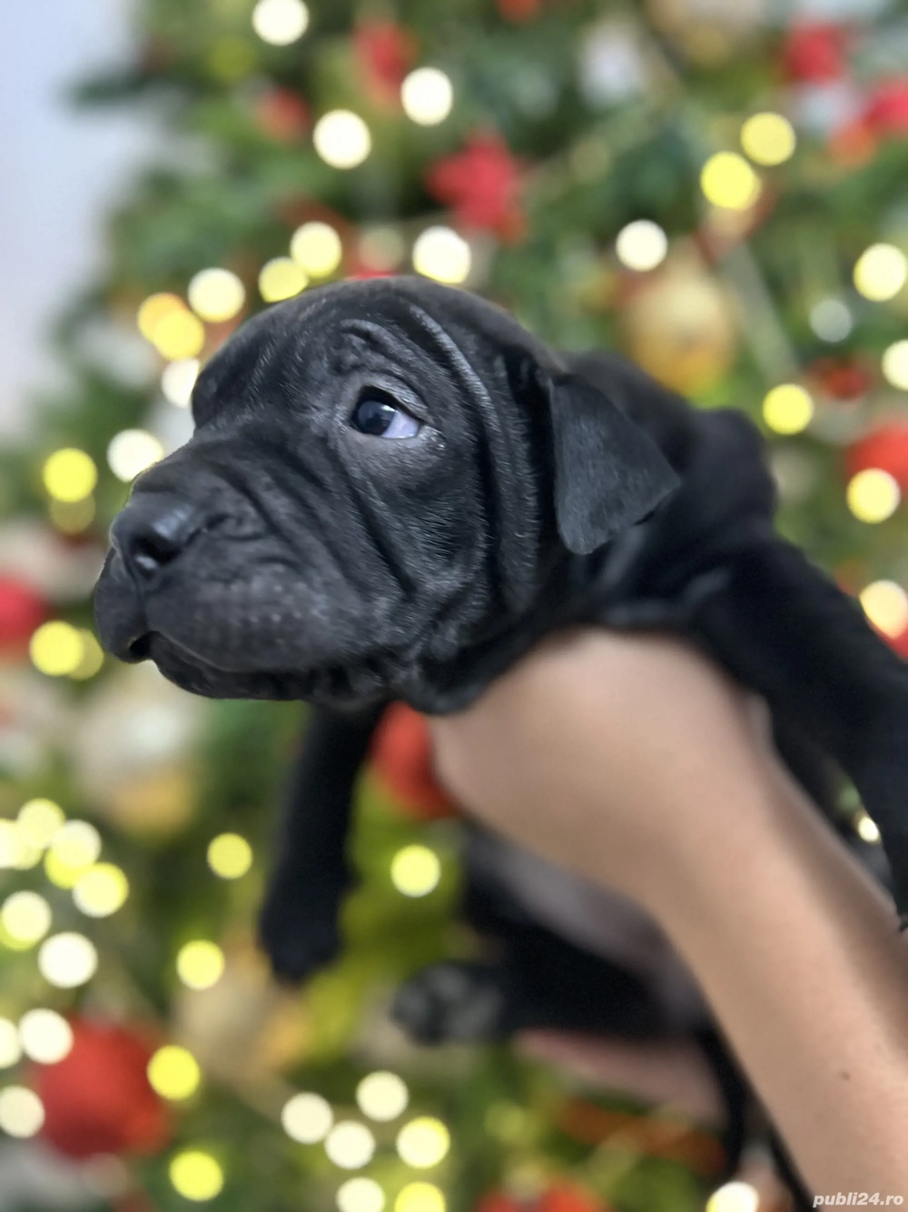 3 fetițe Shar-Pei negre
