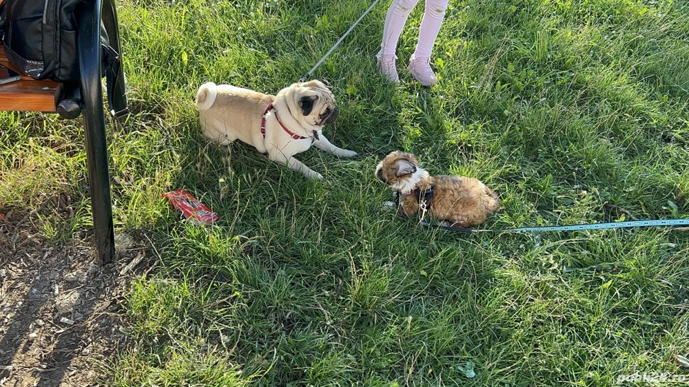 Mops 1 an și 8 luni