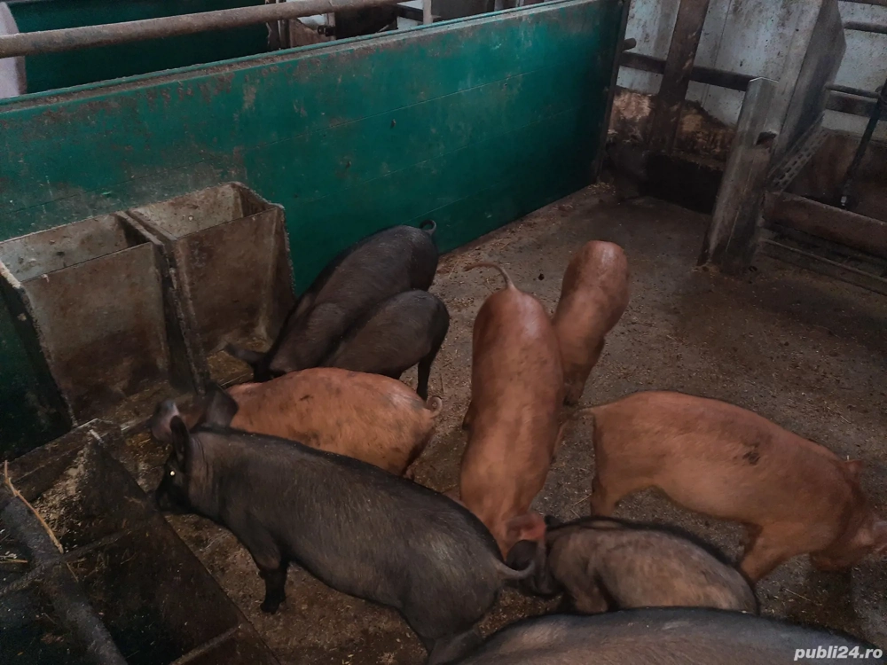 purcei metis duroc cu pietrain  9 săptămâni 