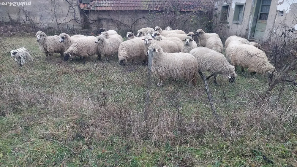 Oi tinere de vanzare