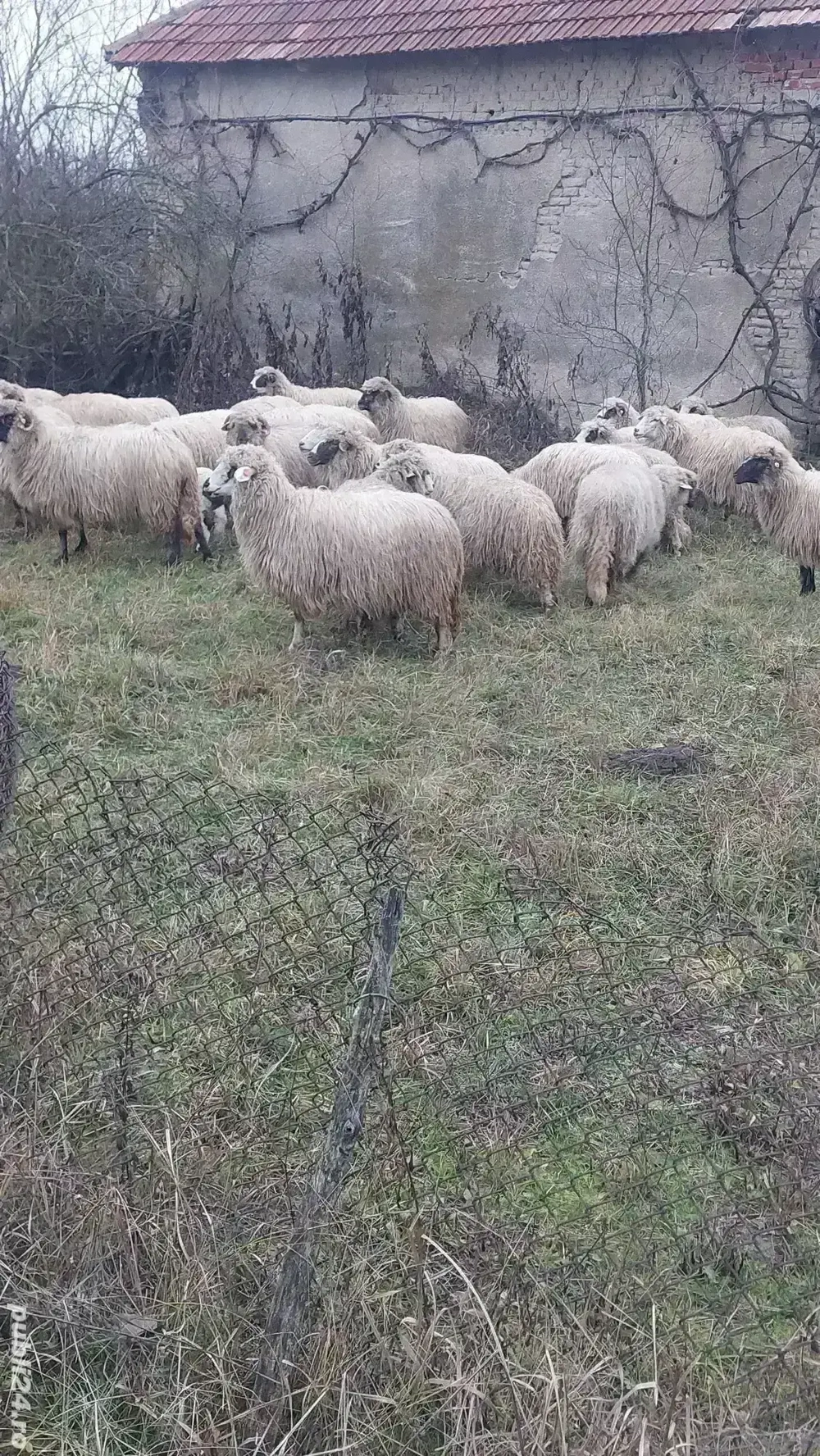 Oi tinere de vanzare