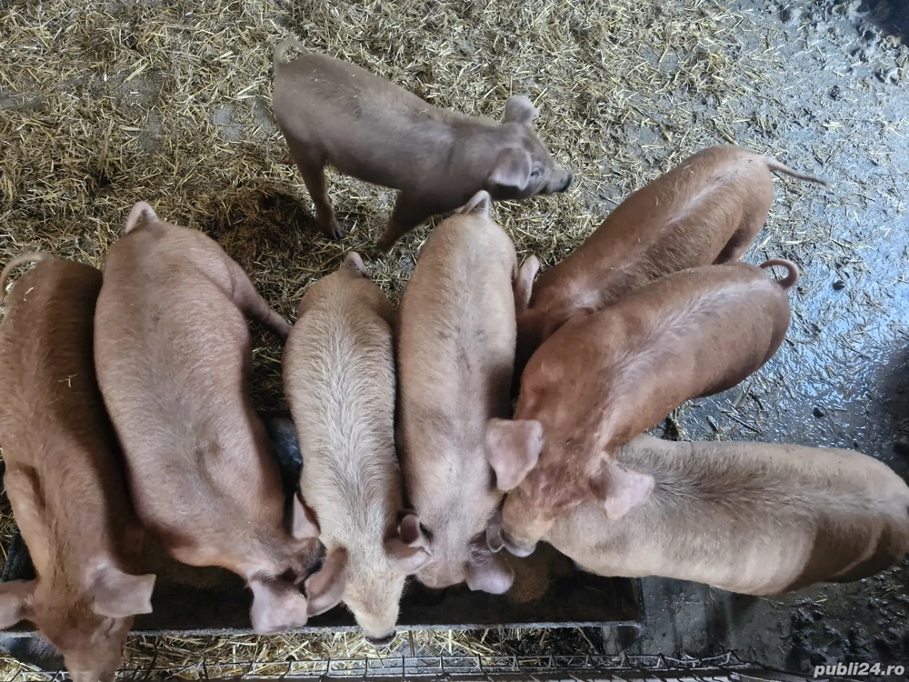Purcei rasa Duroc de 9 saptamani 