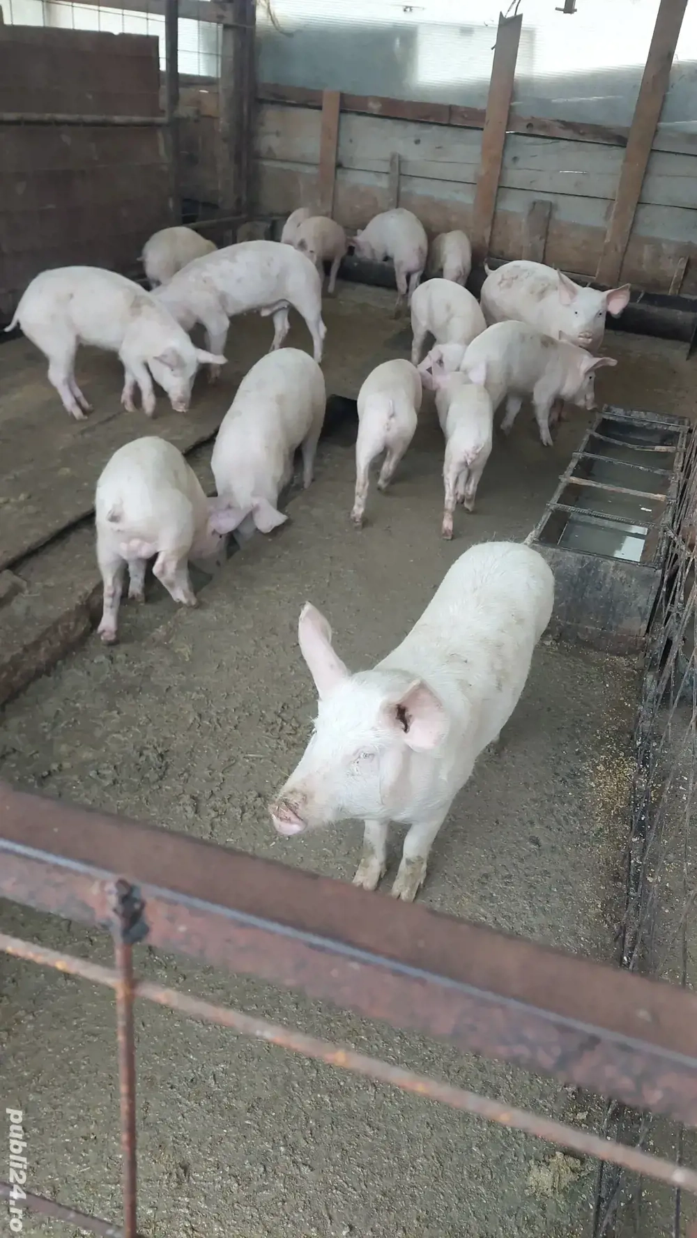 Purcei landras si marele alb