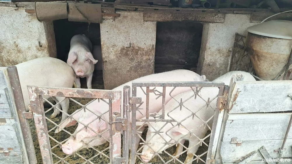 Vand porci pentru justificare