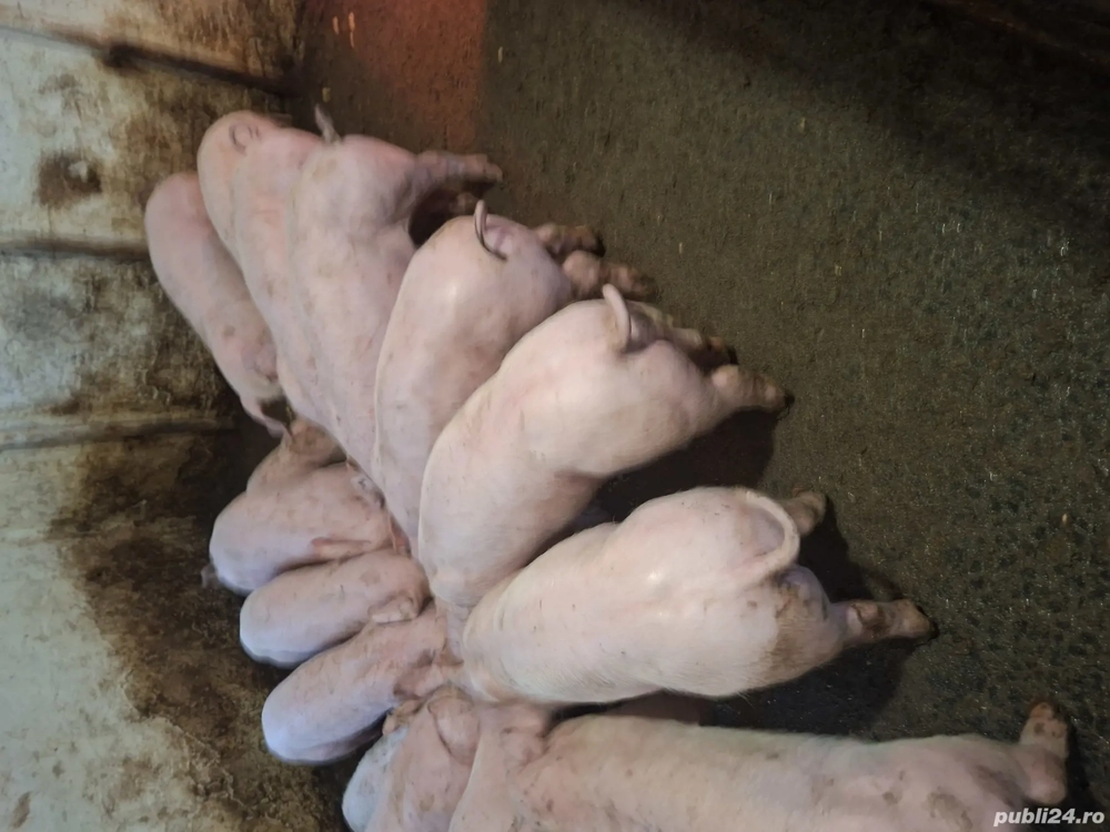 vand purcei 9 saptamani