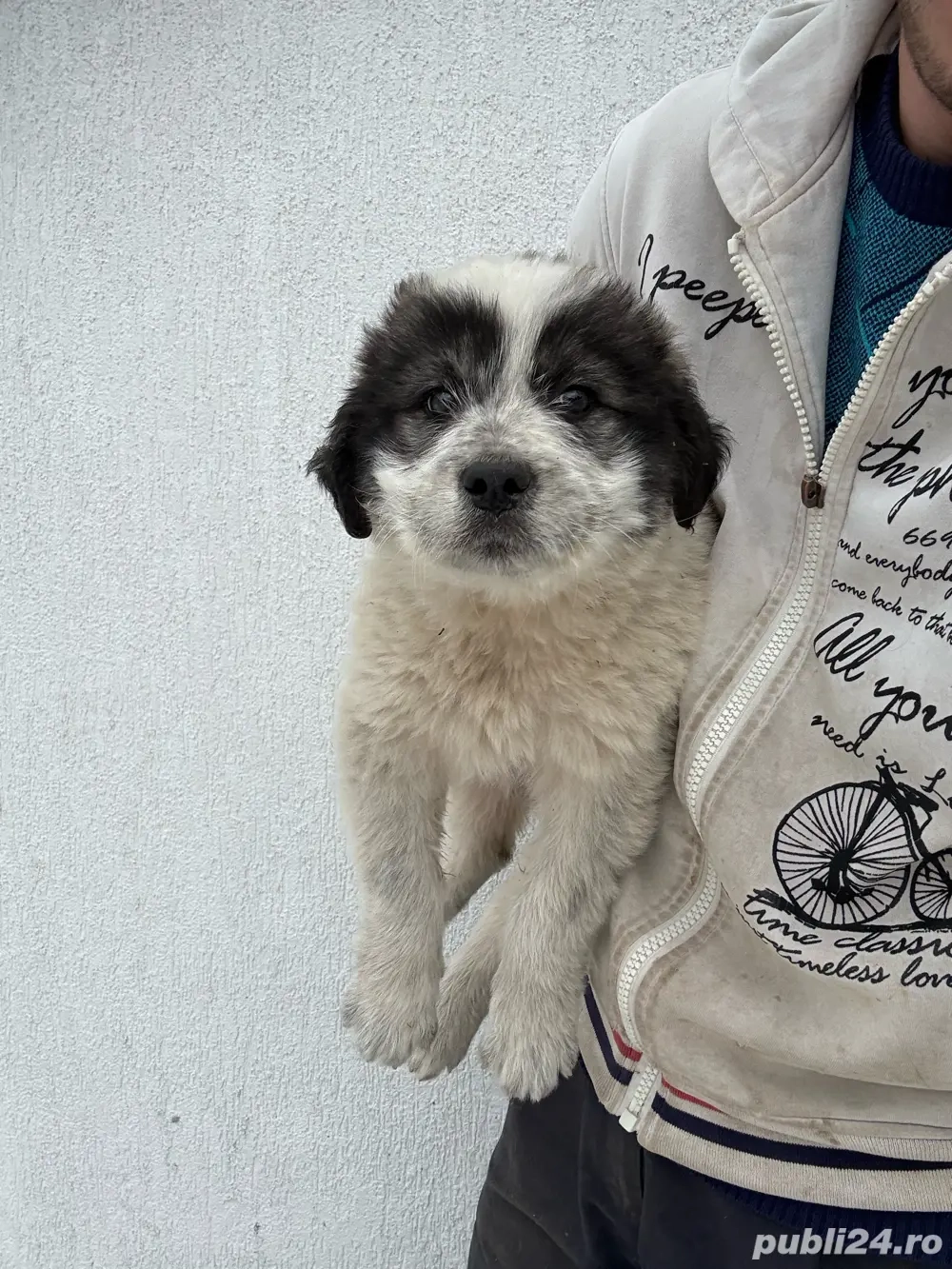 Femeluta ciobaneasca 