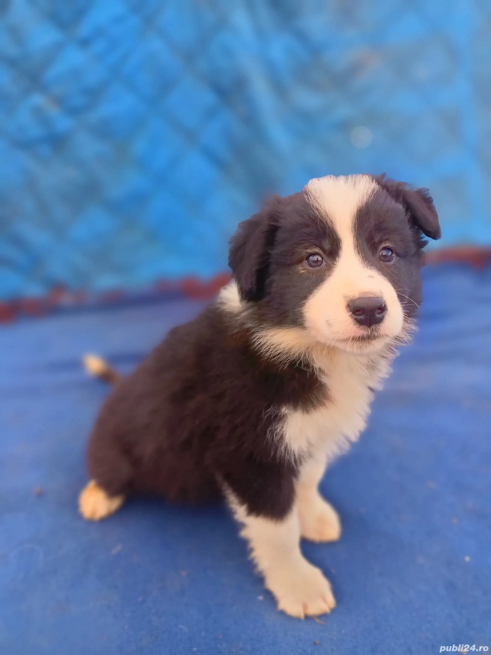 vand pui Border Collie 