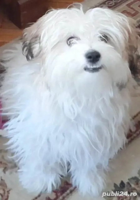 Donez Bichon Havanese 